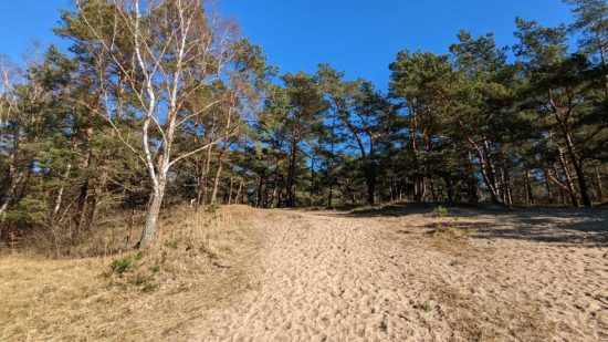 Haus-Anna-Elbe-Hamburg-Duenen-Wald-Urlaub-15