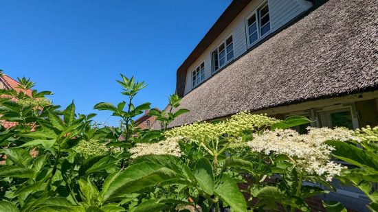 Haus-Anna-Elbe-Hamburg-Events-Cafe-Holunder (2)