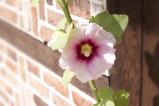 erdbeerfest_2011_01_v